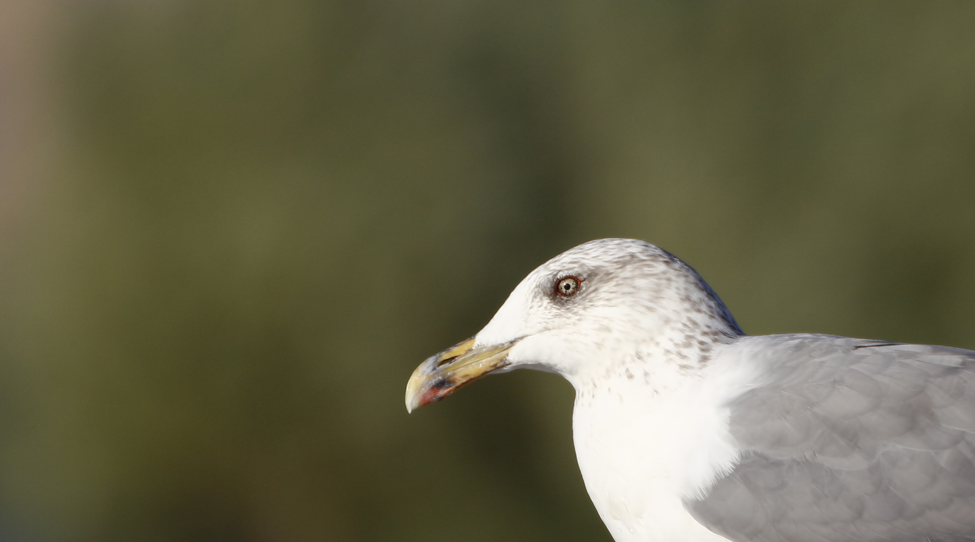 Yellow-legged Gull — Ana fotoğraf